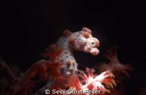 Pygmy Seahorse Hippocampus bargibanti) depth was abaut 15... by Sevıl Gurel Peker 